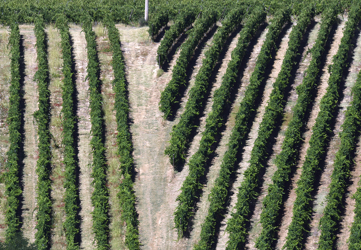 Agricoltura sostenibile
